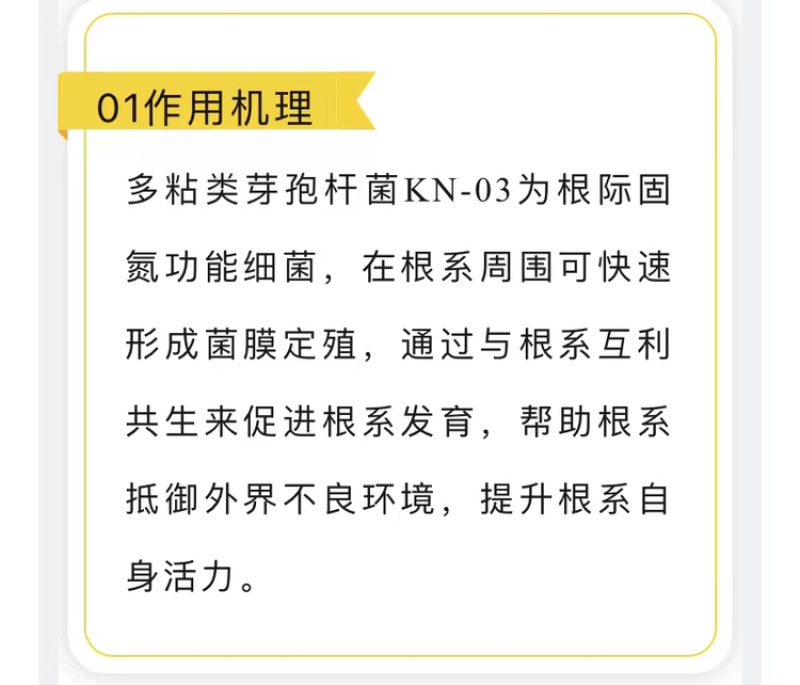 阵地多粘类芽孢杆菌KN-03互利共生养根促长抗逆解磷钾