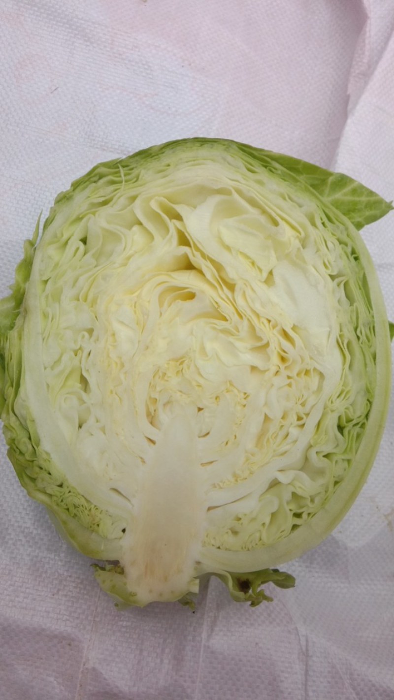 中甘十六