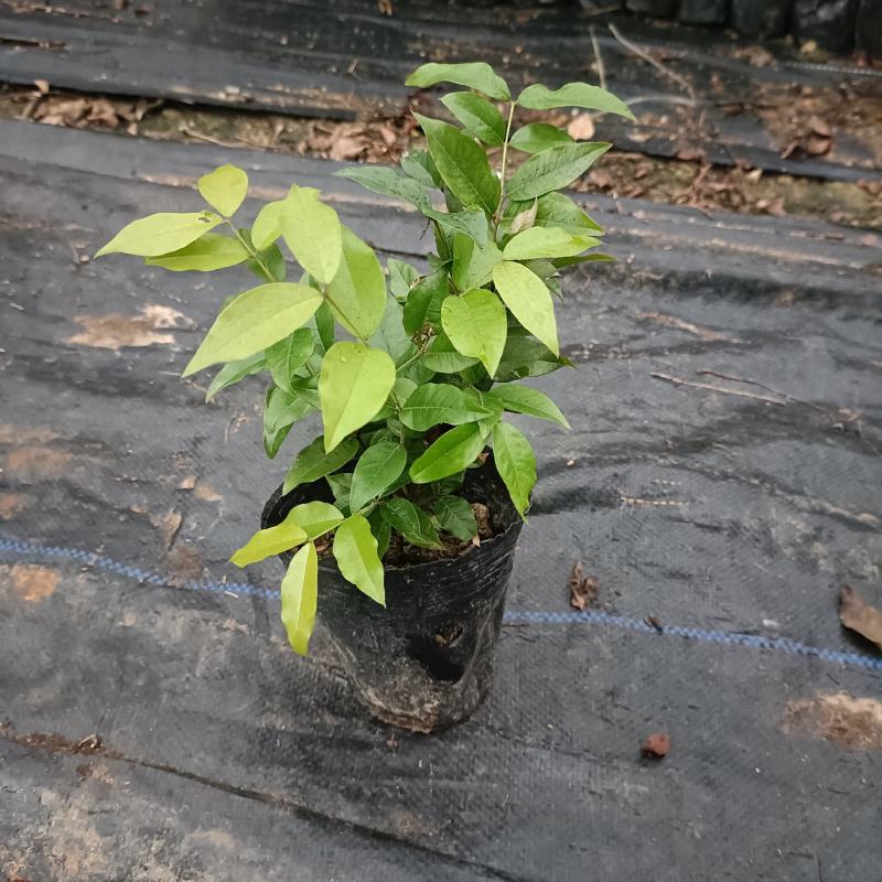 艾斯卡嘉宝果苗嘉宝果树葡萄苗庭院盆栽地栽果树苗