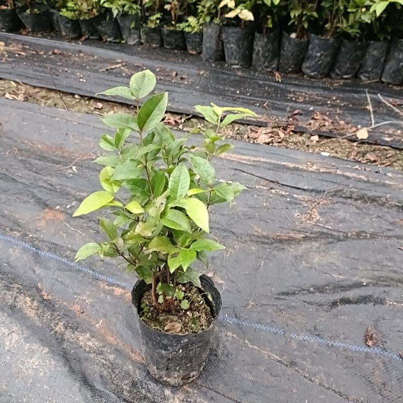 艾斯卡嘉宝果苗嘉宝果树葡萄苗庭院盆栽地栽果树苗