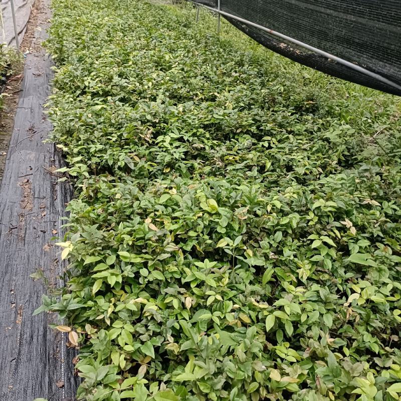 艾斯卡嘉宝果苗嘉宝果树葡萄苗庭院盆栽地栽果树苗