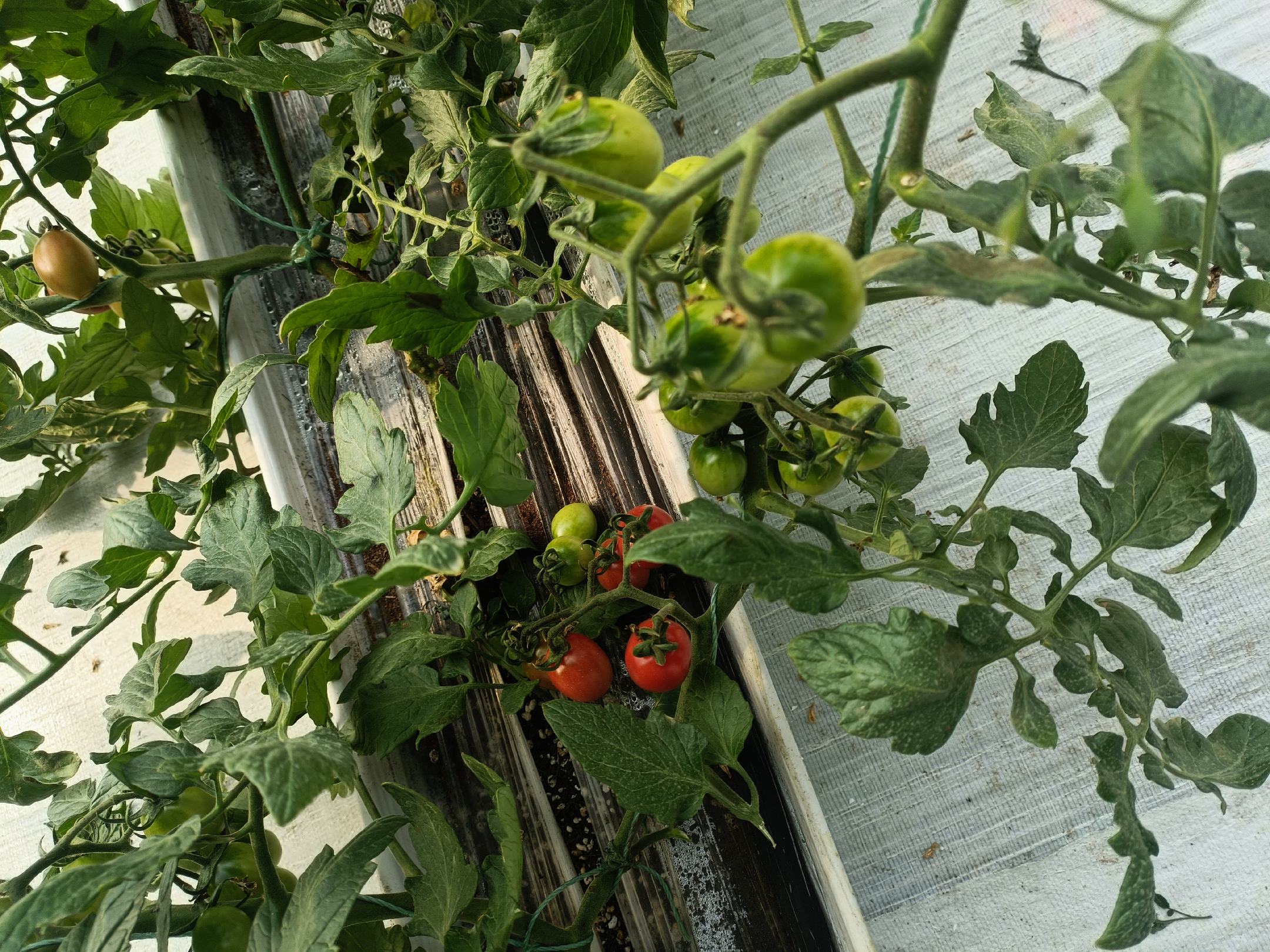 番茄与土豆植株对比图