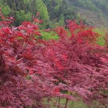 大量出售红枫桂花樱花独杆月季紫薇红叶李