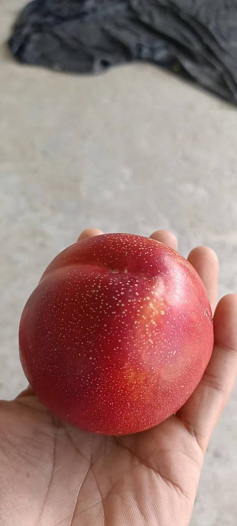 湖北宜城油桃已陆续上市，需要的联系，期待与您竭诚合作。