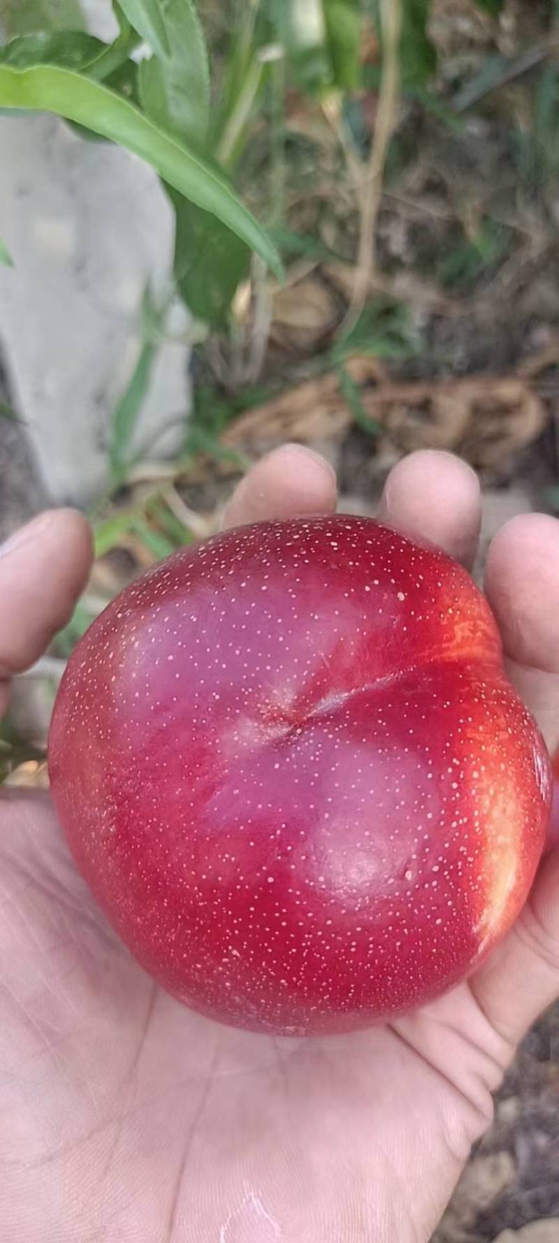 湖北宜城油桃已陆续上市，需要的联系，期待与您竭诚合作。