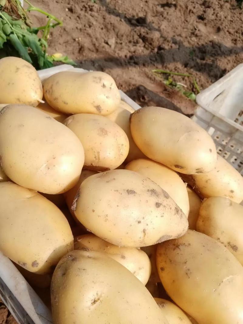 河北省昌黎县中暑五号土豆等，品种齐全，量大从优