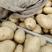 河北省昌黎县中暑五号土豆等，品种齐全，量大从优