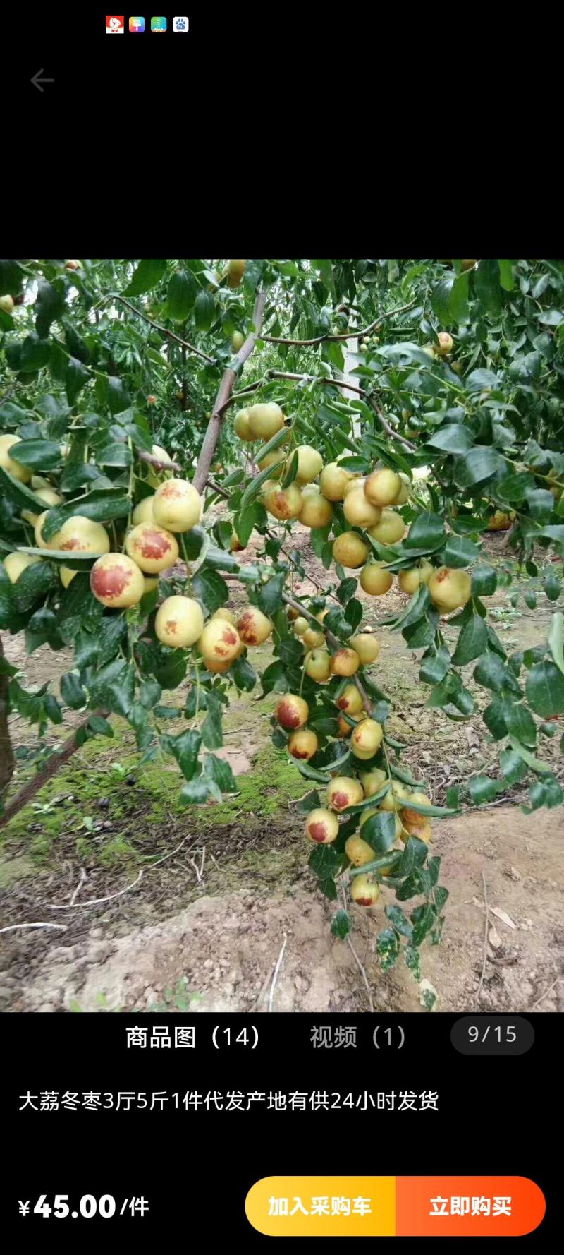 大荔冬枣大量包园