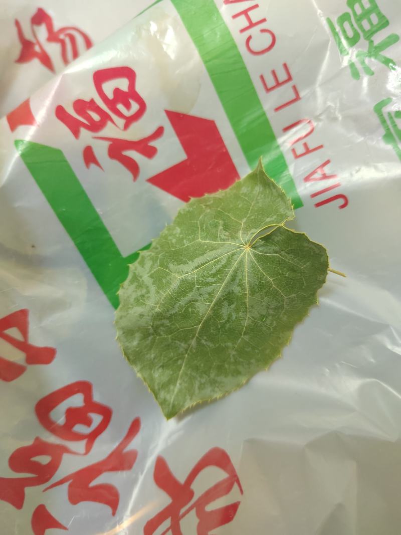 小圆叶淫羊藿无根，高含量符合药典，筛除杂草，有高选货水洗