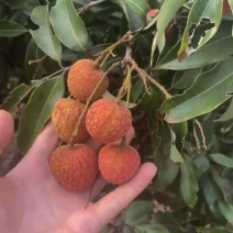 白糖罂荔枝广东徐闻原产地发货品质货源现摘现发