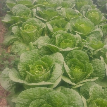大白菜