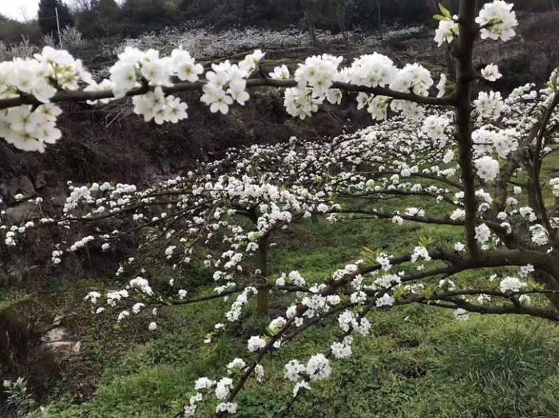 预售泸州古蔺高山翠红李需要的电话联系