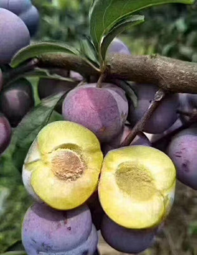 预售泸州古蔺高山翠红李需要的电话联系