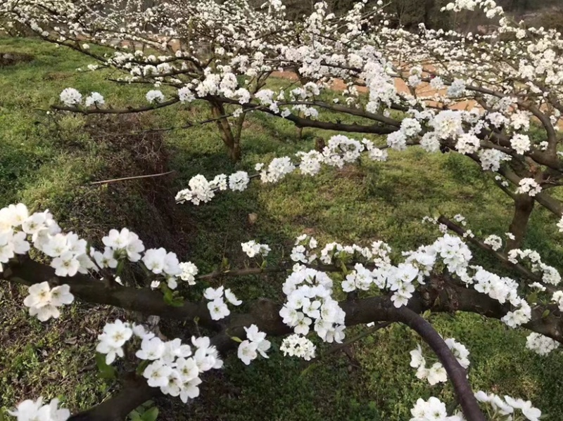 预售泸州古蔺高山翠红李需要的电话联系