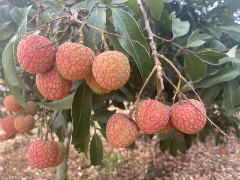 白糖罂荔枝