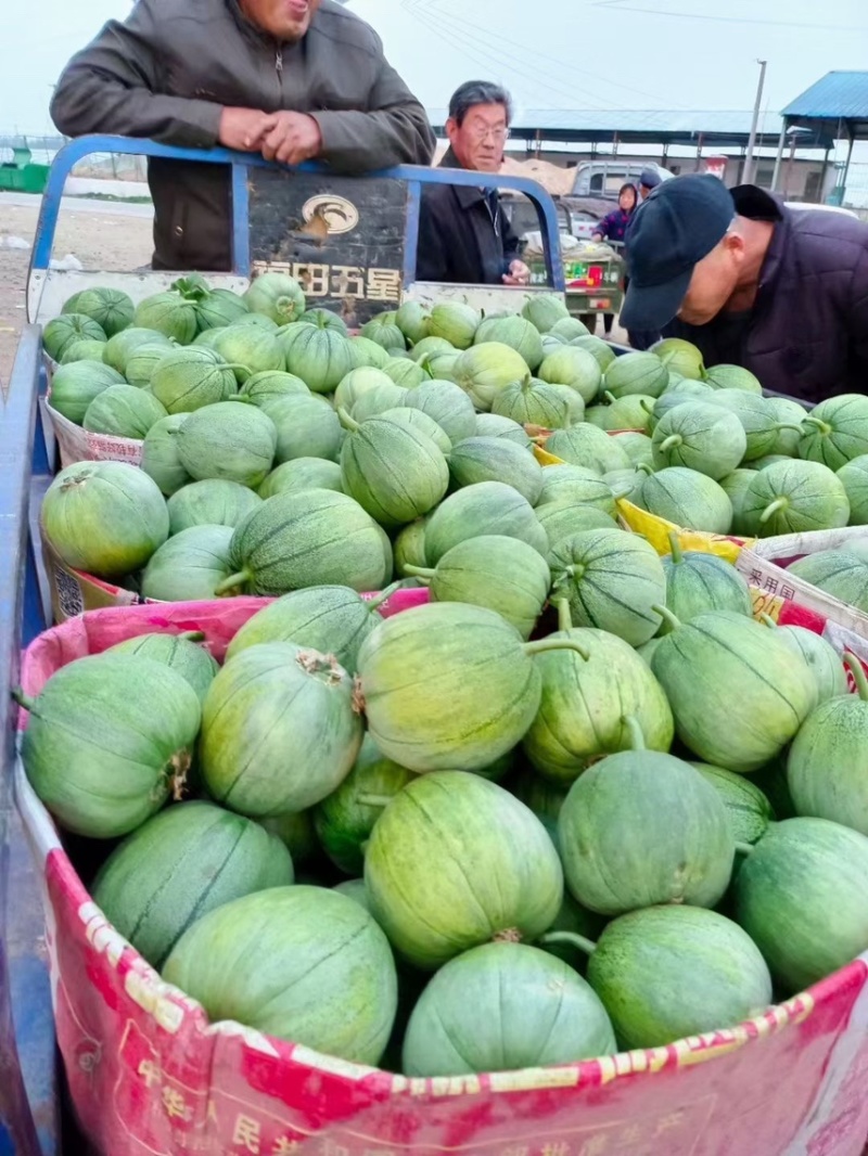 头茬吊秧羊角蜜博洋61质量上乘代收代发