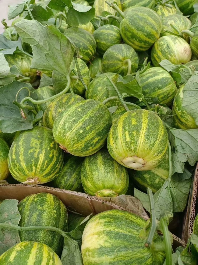 头茬吊秧羊角蜜博洋61质量上乘代收代发