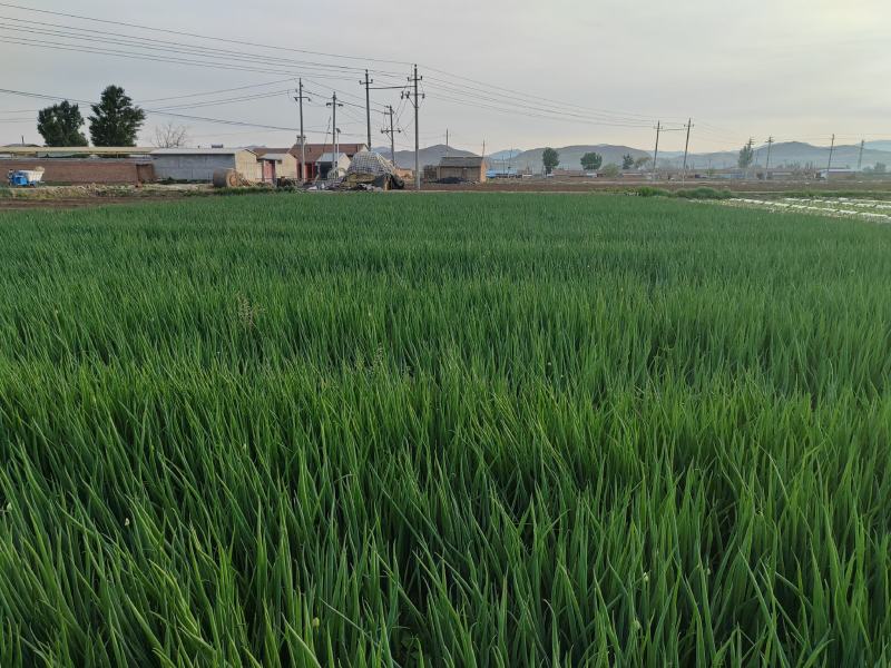 小葱