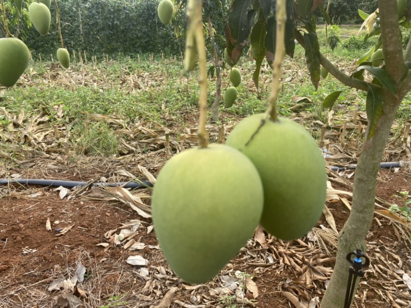 小台芒