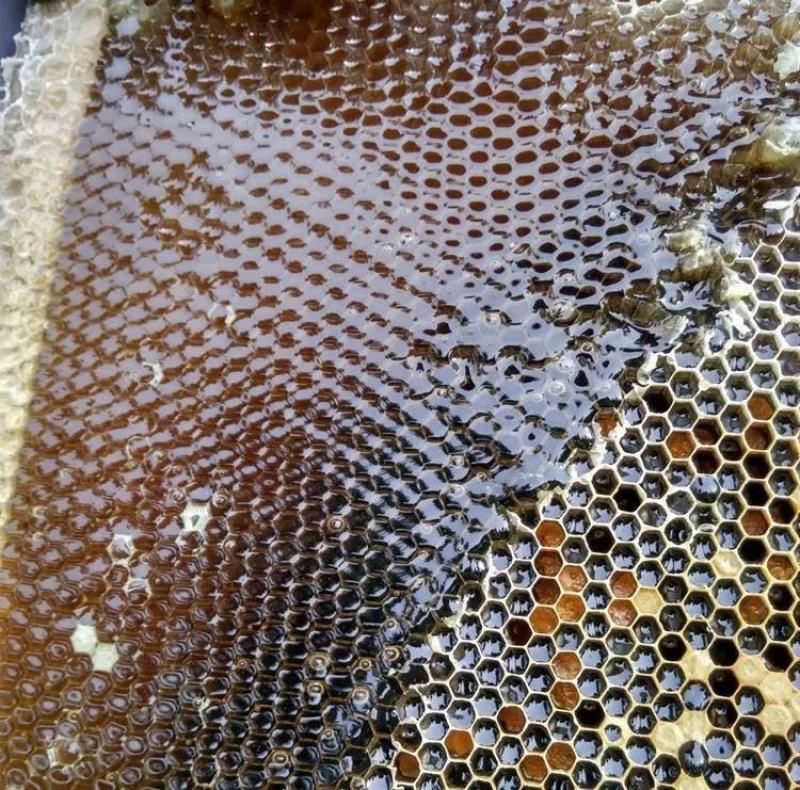 龙眼蜂蜜茘枝蜂蜜土蜂蜜