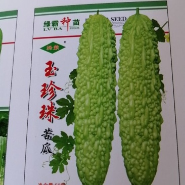 玉珍珠苦瓜，瓜形美观，瓜白黑透绿，有光泽适应市上。