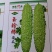 玉珍珠苦瓜，瓜形美观，瓜白黑透绿，有光泽适应市上。