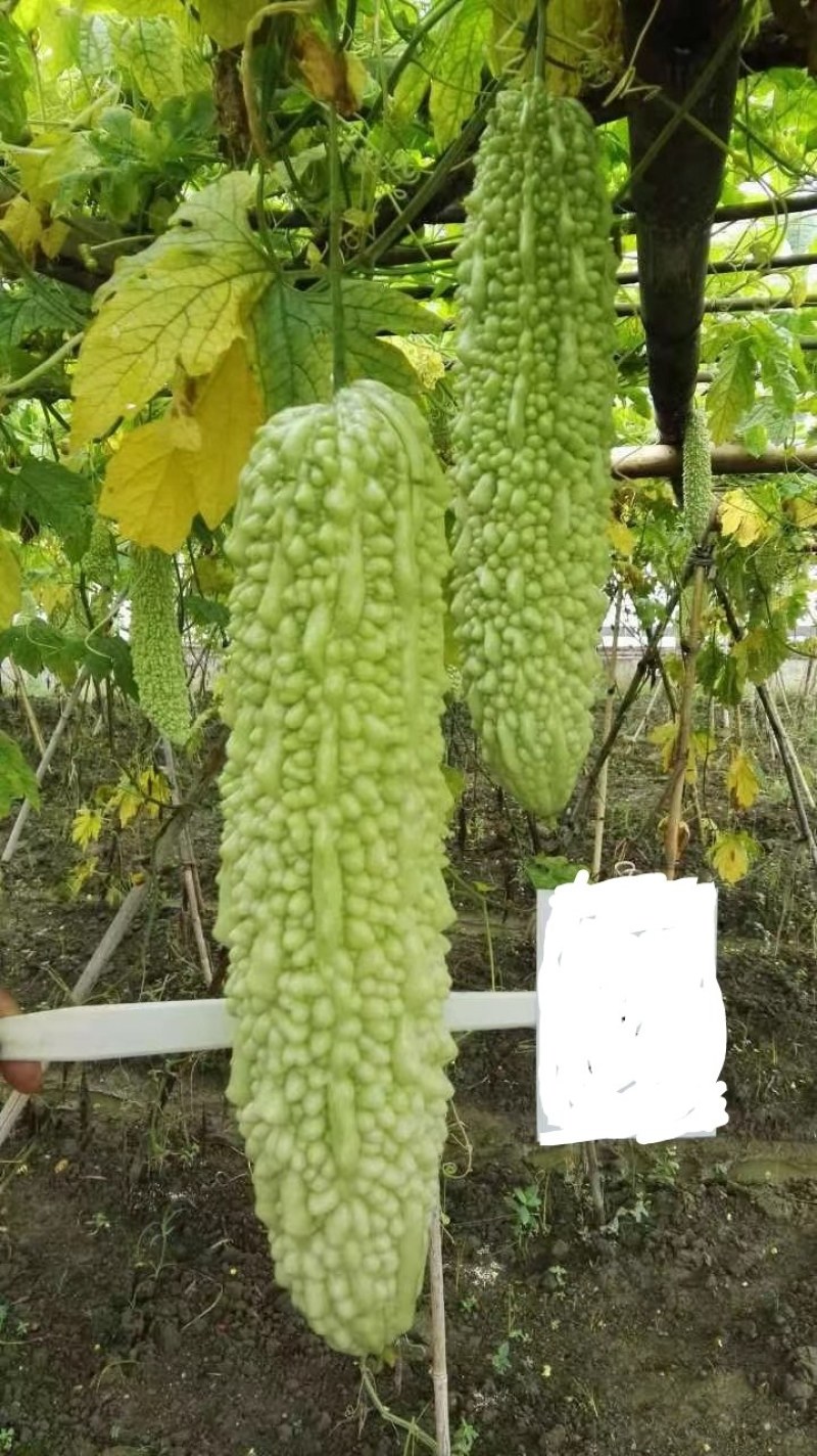 玉珍珠苦瓜，瓜形美观，瓜白黑透绿，有光泽适应市上。