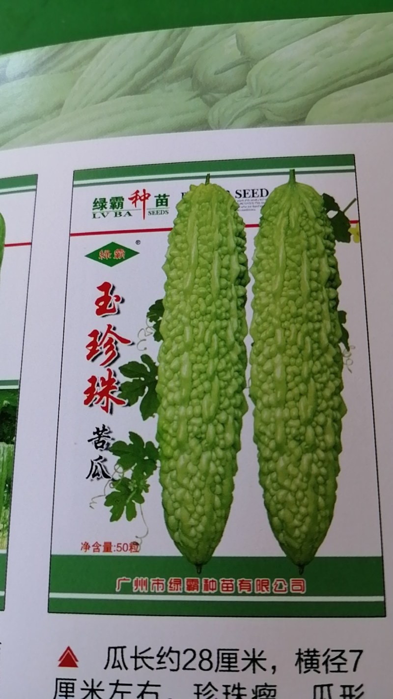 玉珍珠苦瓜，瓜形美观，瓜白黑透绿，有光泽适应市上。