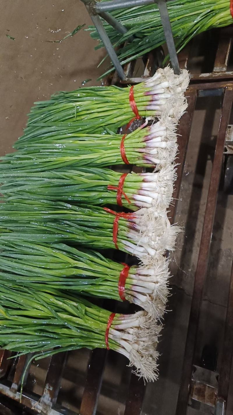 白根蒜苗，红根蒜苗大量上市