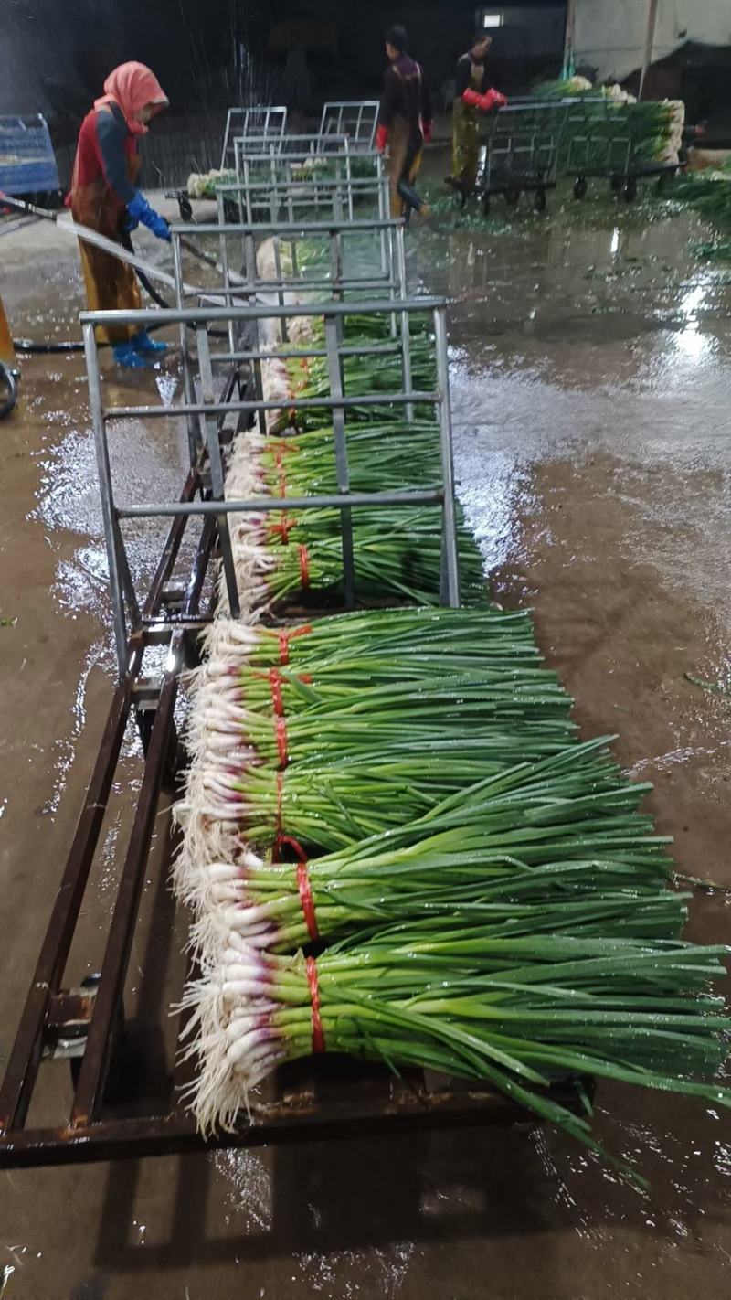 白根蒜苗，红根蒜苗大量上市
