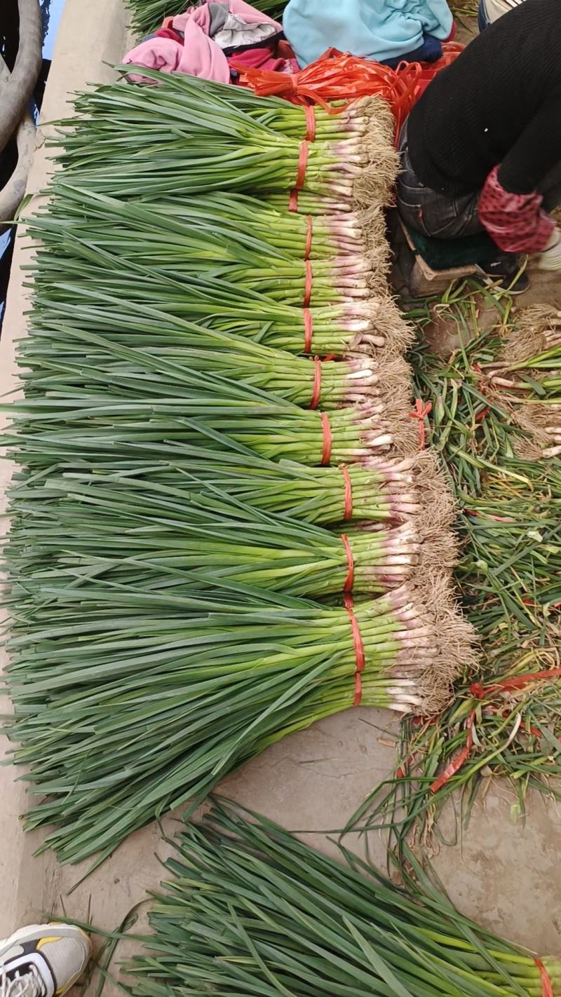 白根蒜苗，红根蒜苗大量上市