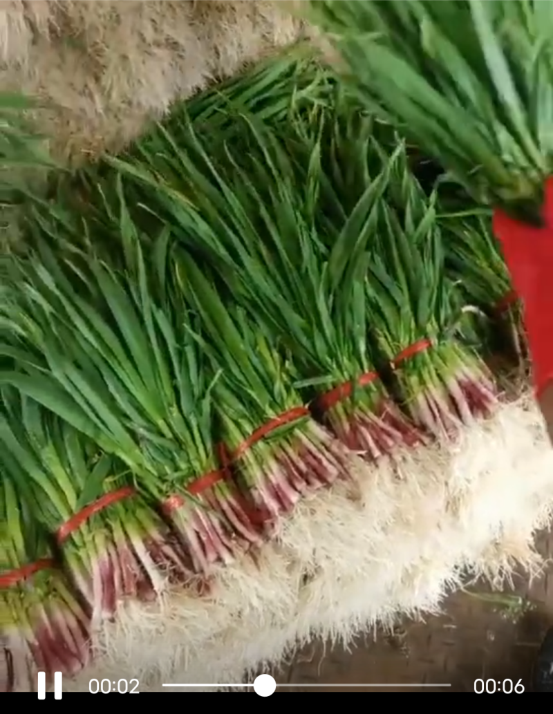 白根蒜苗，红根蒜苗大量上市