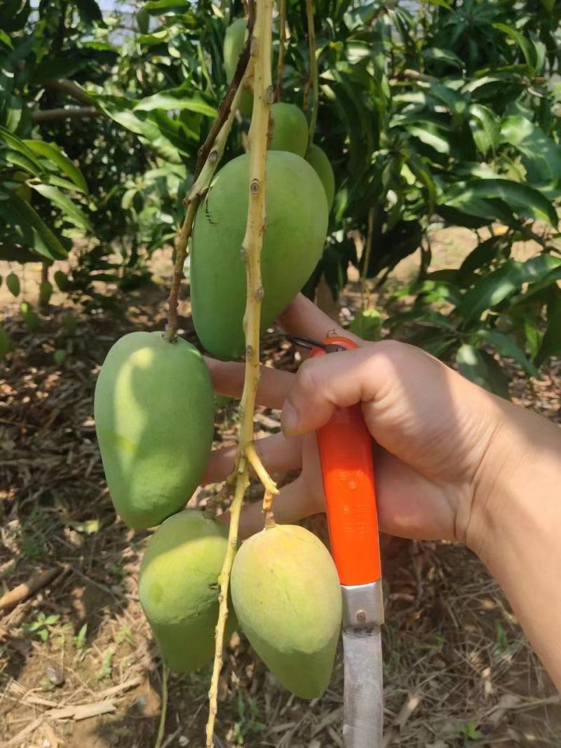 云南台农芒果
