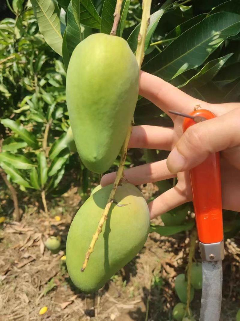 云南台农芒果