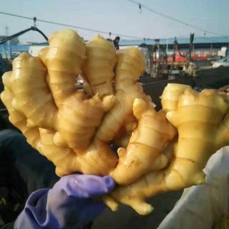 生姜大黄姜，产地一手货源质量优价格美丽支持全国发货