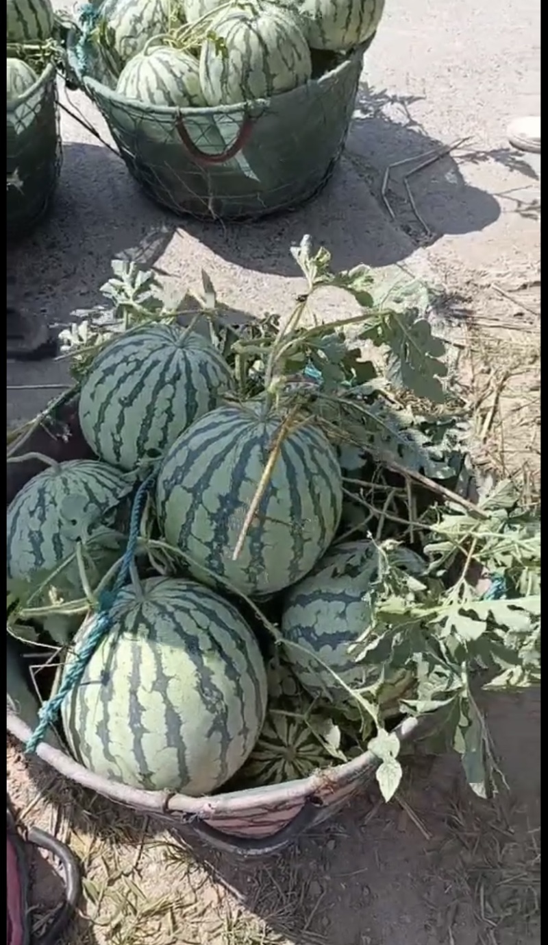 露天西瓜、嫁接西瓜