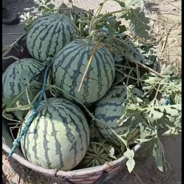 露天西瓜、嫁接西瓜