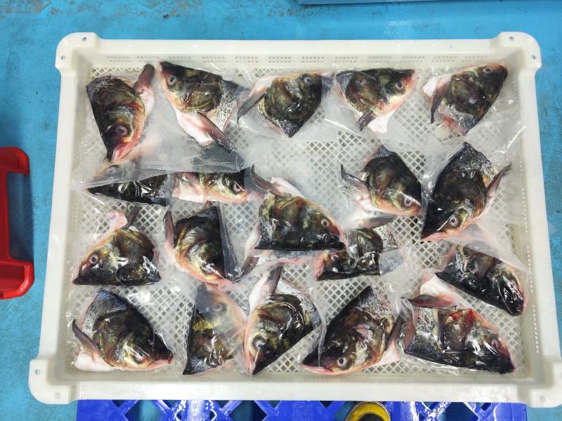 开背鲈鱼，鱼头，承接各类水产品加工定制
