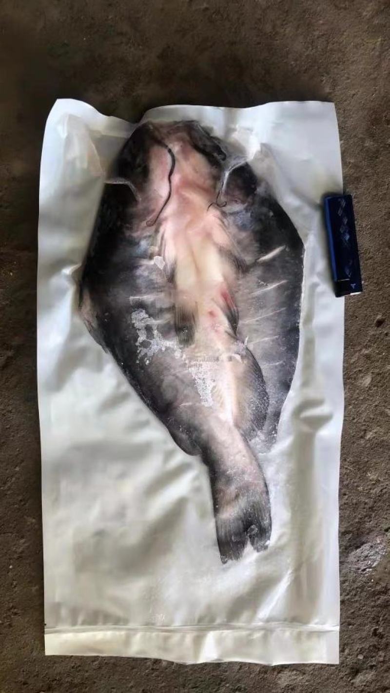 开背鲈鱼，鱼头，承接各类水产品加工定制