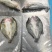开背鲈鱼，鱼头，承接各类水产品加工定制