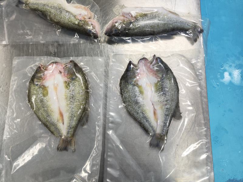 开背鲈鱼，鱼头，承接各类水产品加工定制
