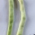 四季豆老来少，白不老芸豆