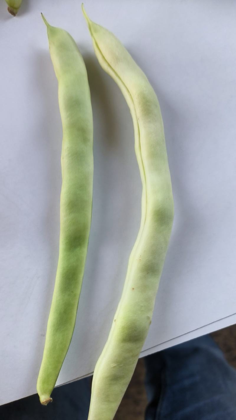 四季豆老来少，白不老芸豆