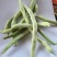 四季豆老来少，白不老芸豆