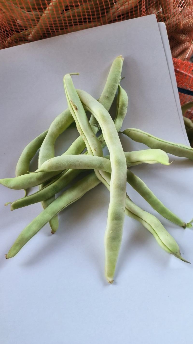四季豆老来少，白不老芸豆