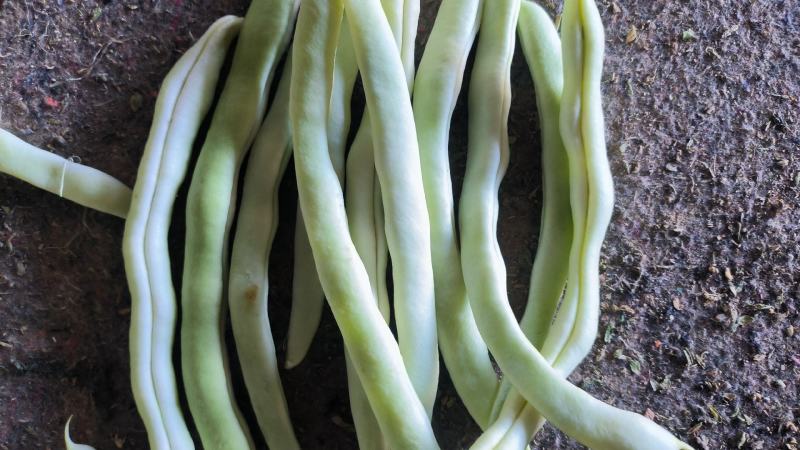 四季豆老来少，白不老芸豆