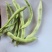 四季豆老来少，白不老芸豆