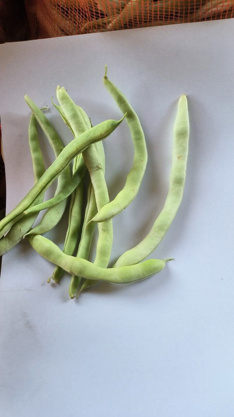 四季豆老来少，白不老芸豆