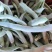 四季豆老来少，白不老芸豆