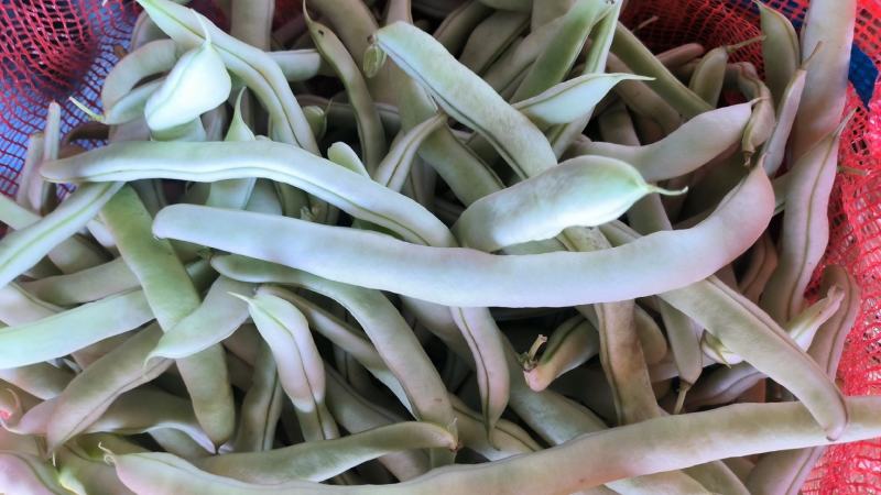 四季豆老来少，白不老芸豆